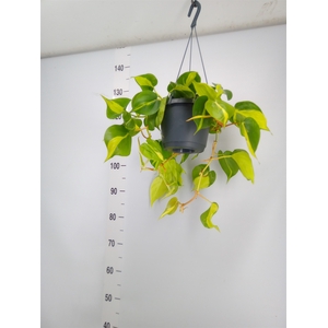 Philodendron scand. 'Brasil'