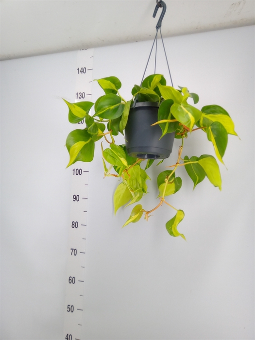 <h4>Philodendron scand. 'Brasil'</h4>
