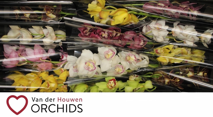 <h4>Gemengd 50 cm.</h4>