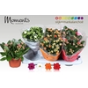 Kal Ge Gem 4 Kl
