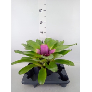 Neoregelia   ...
