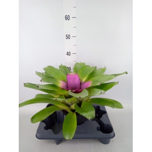 Neoregelia   ...