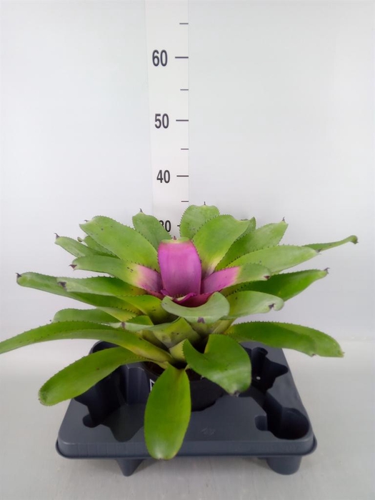 <h4>Neoregelia ...</h4>