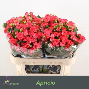 R Tr Apricio Opstal