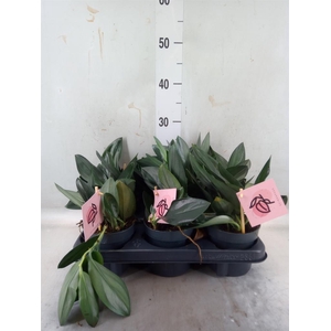 Scindapsus treubii 'Dark Form'