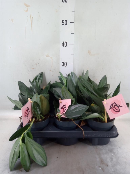 <h4>Scindapsus treubii 'Dark Form'</h4>