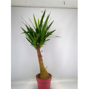 Yucca elephantipes   ...