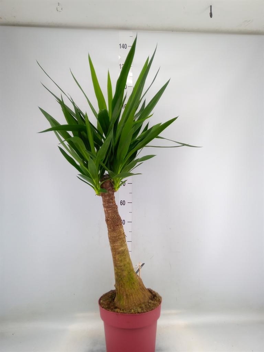 <h4>Yucca elephantipes   ...</h4>