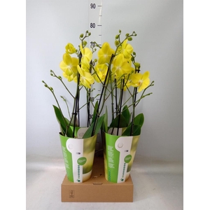 Phalaenopsis  'Ant Savona'