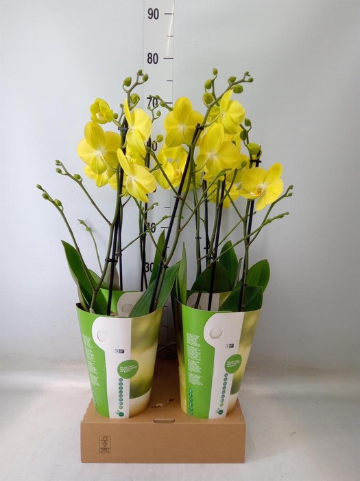 <h4>Phalaenopsis 'Ant Savona'</h4>