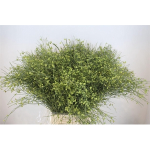 Ginster Berry Green P Bunch