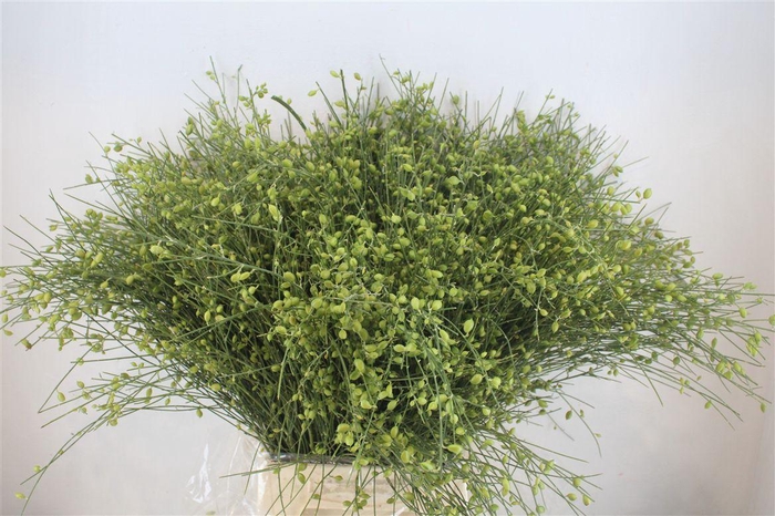 <h4>Ginster Berry Green P Bunch</h4>