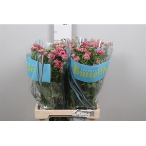 Ran Butterfly Jupiter