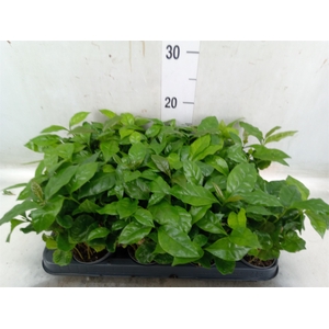 Coffea arabica