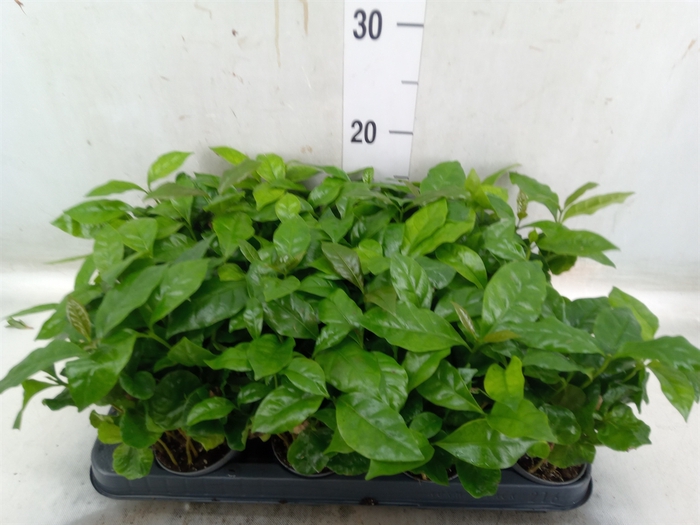 <h4>Coffea arabica</h4>