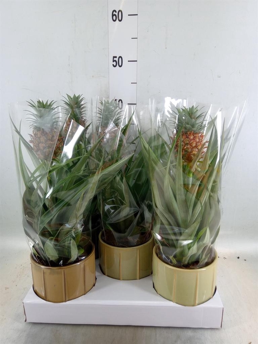 <h4>Ananas  'Mi Amigo'</h4>