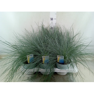 Festuca glauca 'Intens Blue'