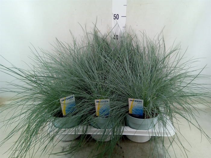 <h4>Festuca glauca 'Intens Blue'</h4>