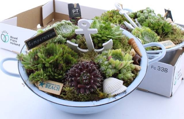 <h4>ARR SEMPERVIVUM</h4>