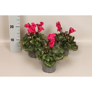 Cyclamen Super Serie Merengue Wine Red