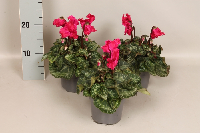 <h4>Cyclamen Super Serie Merengue Wine Red</h4>