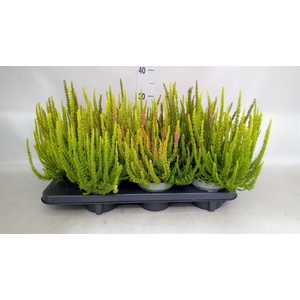 Calluna vulg. 'Skyline'   ...mix 3