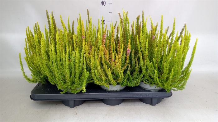 <h4>Calluna vulg. 'Skyline'   ...mix 3</h4>