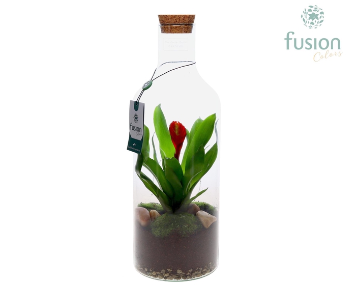<h4>Green Bottle Fles Medium met Bromelia</h4>