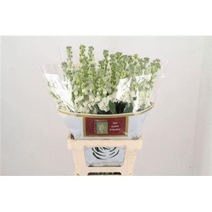 Matth Iron White (it.)