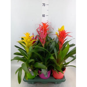 Bromelia   ...mix