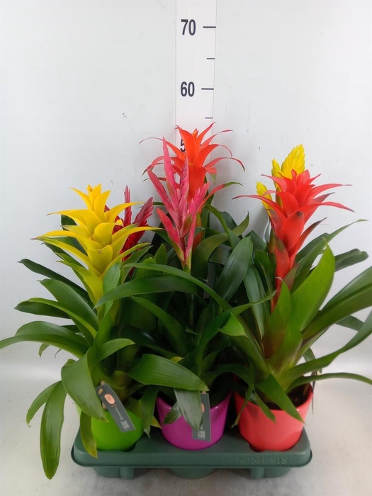 <h4>Bromelia   ...mix</h4>