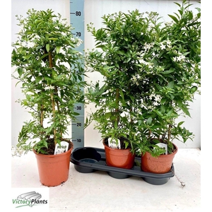 SOLANUM JASMINOIDES