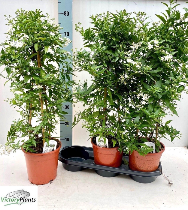 <h4>SOLANUM JASMINOIDES</h4>