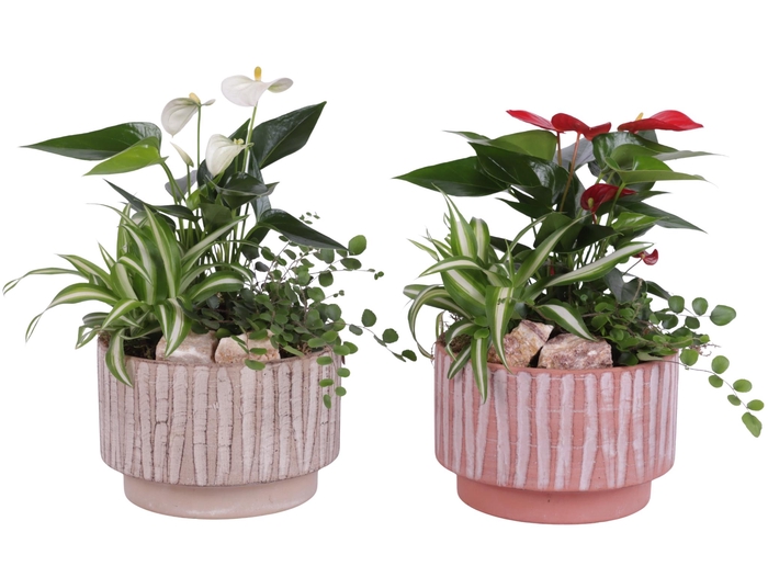 <h4>Yearround Arr. Indoor Ceramic Natural Touch NT667 Ø17cm 3PP</h4>