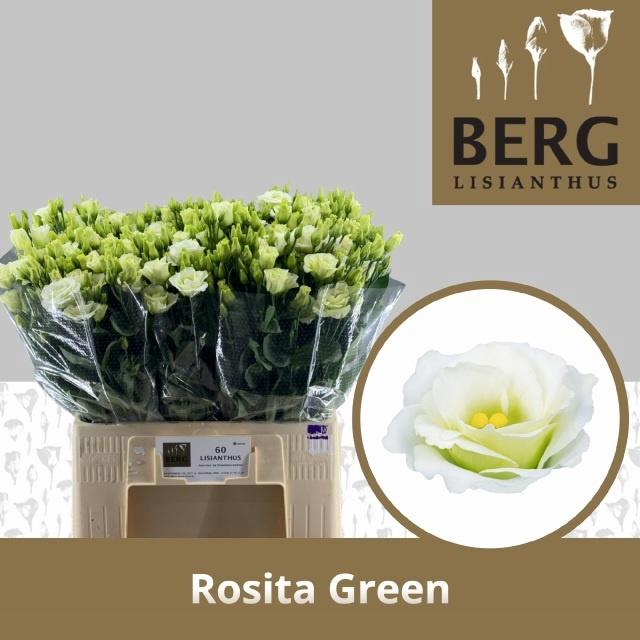 <h4>EUS G ROSI GREEN</h4>