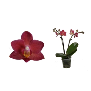 Phal Tiny Dolls Rood 2T10+ zonder Aqu@