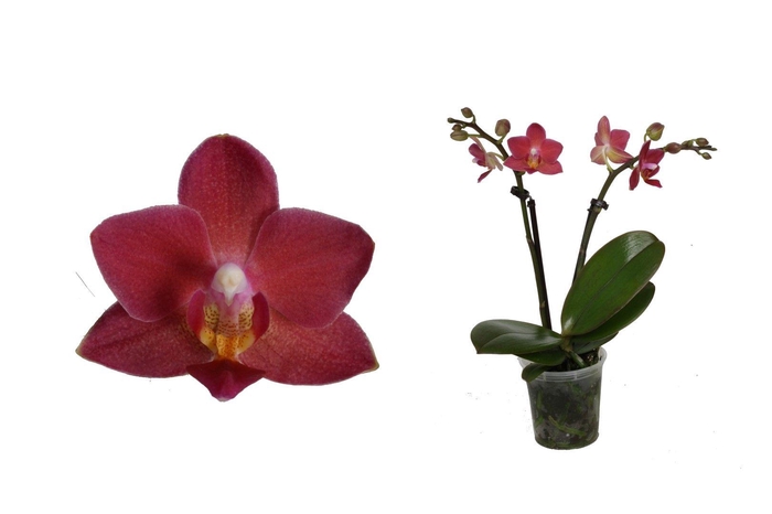 <h4>Phal Tiny Dolls Rood 2T10+ zonder Aqu@</h4>