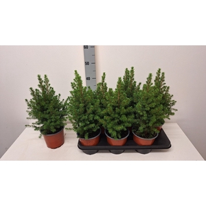 PICEA GL CONICA