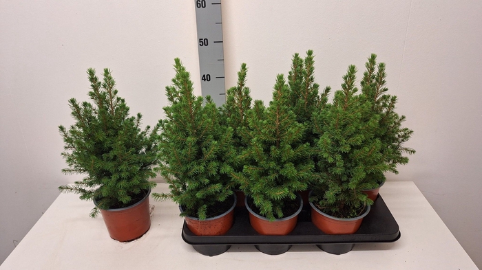 <h4>PICEA GL CONICA</h4>