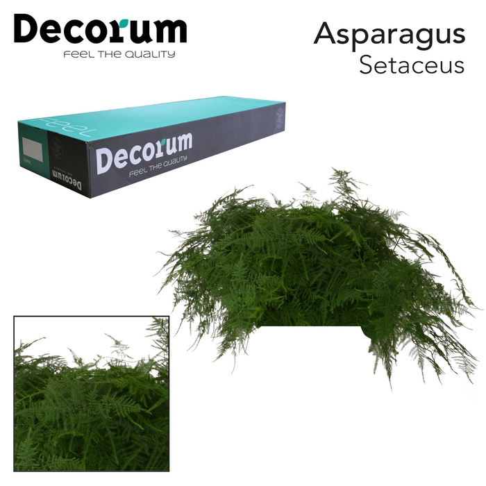 <h4>Asp Setaceus 1e Veren 45cm Box X50</h4>
