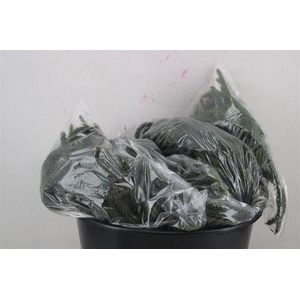 Araucaria Naturel P Bag