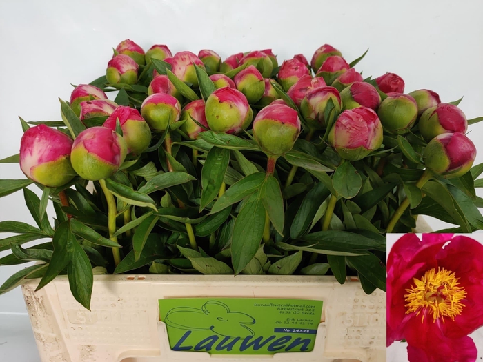 <h4>PAEO HH FLAME</h4>