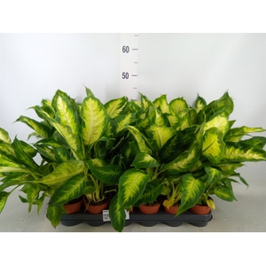 Dieffenbachia  'Camilla'