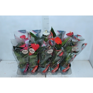 ANTHURIUM VARIADO P12