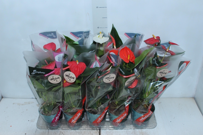 <h4>ANTHURIUM VARIADO P12</h4>
