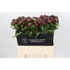 Paeonia Avis Varner