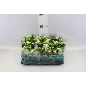 Kalanchoe blos.   ..