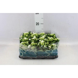 Kalanchoe blos.   ..