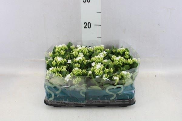 <h4>Kalanchoe blos. ..</h4>