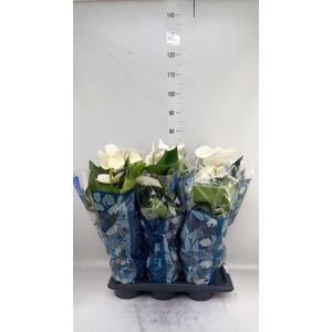 Anthurium  'Karma White'